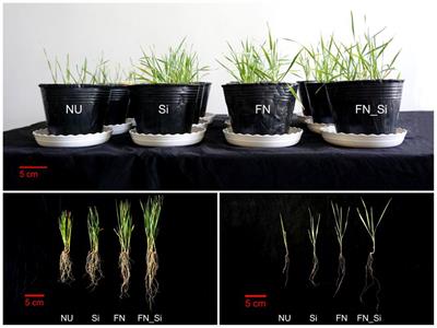 Synergic mitigation of saline-alkaline stress in wheat plant by silicon and Enterobacter sp. FN0603